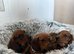 Miniature dachund