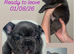 Beautiful French Bulldog Puppies