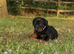 Quality European Doberman  - 1 Remaining Female