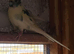 Cockatiel and Kakariki pairs
