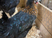 Copper Black Maran POL chickens