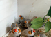 Male & female birds aviary bred 2026
