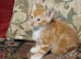 3 Male Kittens