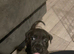 Cross breed puppies