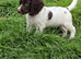 English Springer Spaniel puppies