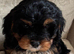 Cavapoo (GIRL)