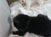 1 male bsh x bengal available ,mum is full lilac bsh