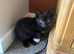 I have 7 beautiful kittens for sale