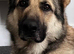 Intact Gold Sable KC German Shepherd Male