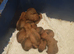Wheaten pups