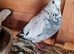 Raceing pigeons