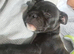 Last female staffy