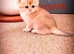 Beautiful fluffy teddy Golden and Silver pointed British Shorthair kittens