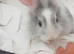 Female young Netherlands dwarf lionhead
