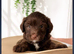 Lhasapoo x cockapoo