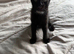 Black and white male kitten