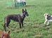 German shepherd cross dutch shepherd female