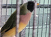 For sale 7 gouldian finches