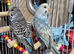 Budgies ready to go!