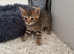 Beautiful Bengal x kittens