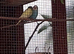 Young Budgies