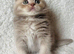 Adorable Scottish Fold Kittens