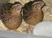 Japanese....large males and females or sale....
