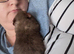 Pure bred Teddy guinea pig boars