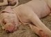 Johnston american bulldog femail puppys