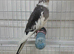 Cockatiel