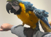 Stunning HandReared Baby Blue & Gold Macaw Parrot,2