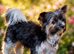Purebred Pedigee Biewer Terrier Proven Stud