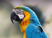 Young Blue and Gold Macaw for Permanent Family Home (Upto &pound;1000)