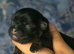 Beautiful Shih Tzu Puppies
