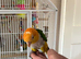Yellow thighed caique female