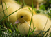 Ducklings / ducks for sale