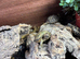 Baby Horsefield Tortoises for sale