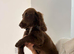 Kc reg cocker spaniel pups