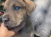 Rottweiler x boerboel