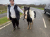 Barney beautiful cob colt very well marked