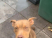 American bully
