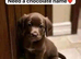 7 sprocker pups