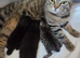 One male kitten left looking for his forever home (READY TO GO 21st JUNE)