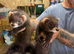 Eh hob ferrets
