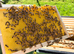 6 Frame Overwintered National Nuc of Bees Available Spring 2027