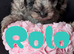 Toy cockapoo f2b puppies