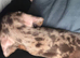 9 week old dapple girl.