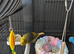 CANARY