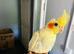 Baby cockatiel for sale