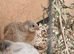 Button quails